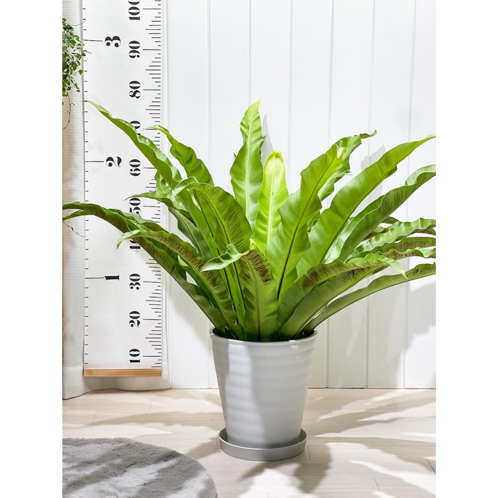 PLANCHU 観葉植物 アスプレニウム アンティクム 8号鉢 受け皿付き 育て方説明書付き Asplenium antiquum アンティカム オオタニワタリ シダ植物 大鉢 大株 充実株