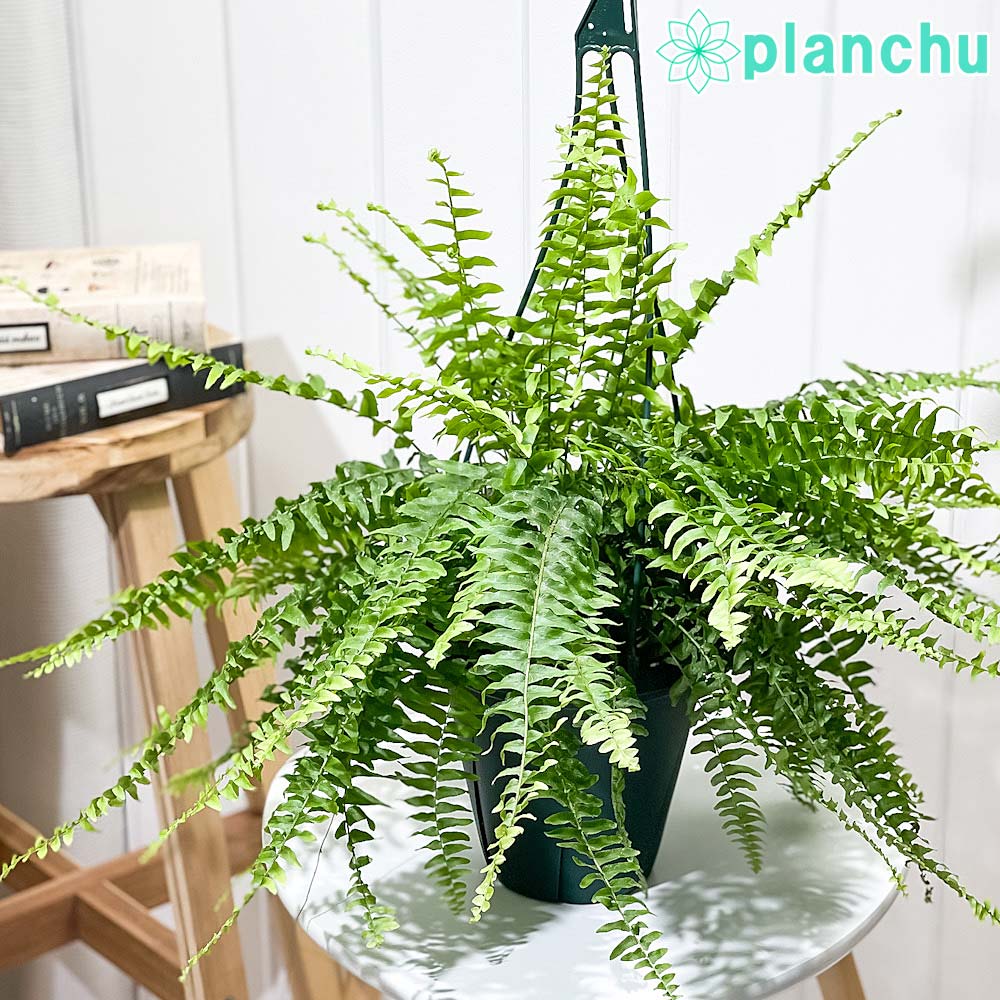 PLANCHU 観葉植物 ネフロレピス ボストニエンシス 6号吊り鉢 育て方説明書付き Nephrolepis exaltata ‘Bostoniensis’ ボストンファーン ボストンファン シダ植物