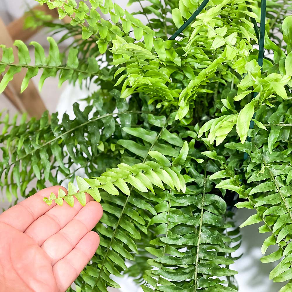 PLANCHU 観葉植物 ネフロレピス ボストニエンシス 6号吊り鉢 育て方説明書付き Nephrolepis exaltata ‘Bostoniensis’ ボストンファーン ボストンファン シダ植物