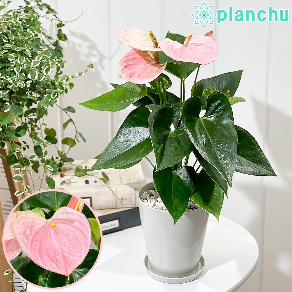 PLANCHU 観葉植物 アンスリウム スイートドリーム 4号鉢 受け皿付き 育て方説明書付き Anthurium andraeanum ‘Sweet Dream’ アンスリューム アロイド 鉢花 ピンク系