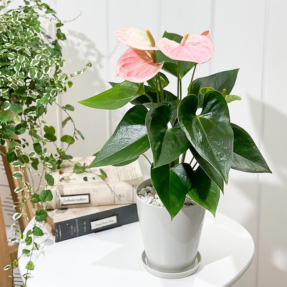 PLANCHU 観葉植物 アンスリウム スイートドリーム 4号鉢 受け皿付き 育て方説明書付き Anthurium andraeanum ‘Sweet Dream’ アンスリューム アロイド 鉢花 ピンク系