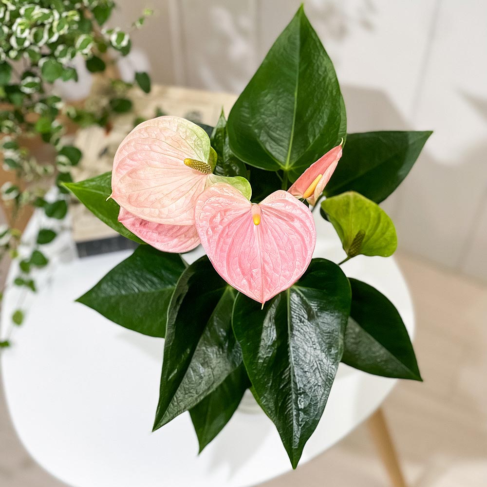 PLANCHU 観葉植物 アンスリウム スイートドリーム 4号鉢 受け皿付き 育て方説明書付き Anthurium andraeanum ‘Sweet Dream’ アンスリューム アロイド 鉢花 ピンク系