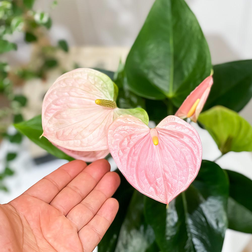 PLANCHU 観葉植物 アンスリウム スイートドリーム 4号鉢 受け皿付き 育て方説明書付き Anthurium andraeanum ‘Sweet Dream’ アンスリューム アロイド 鉢花 ピンク系