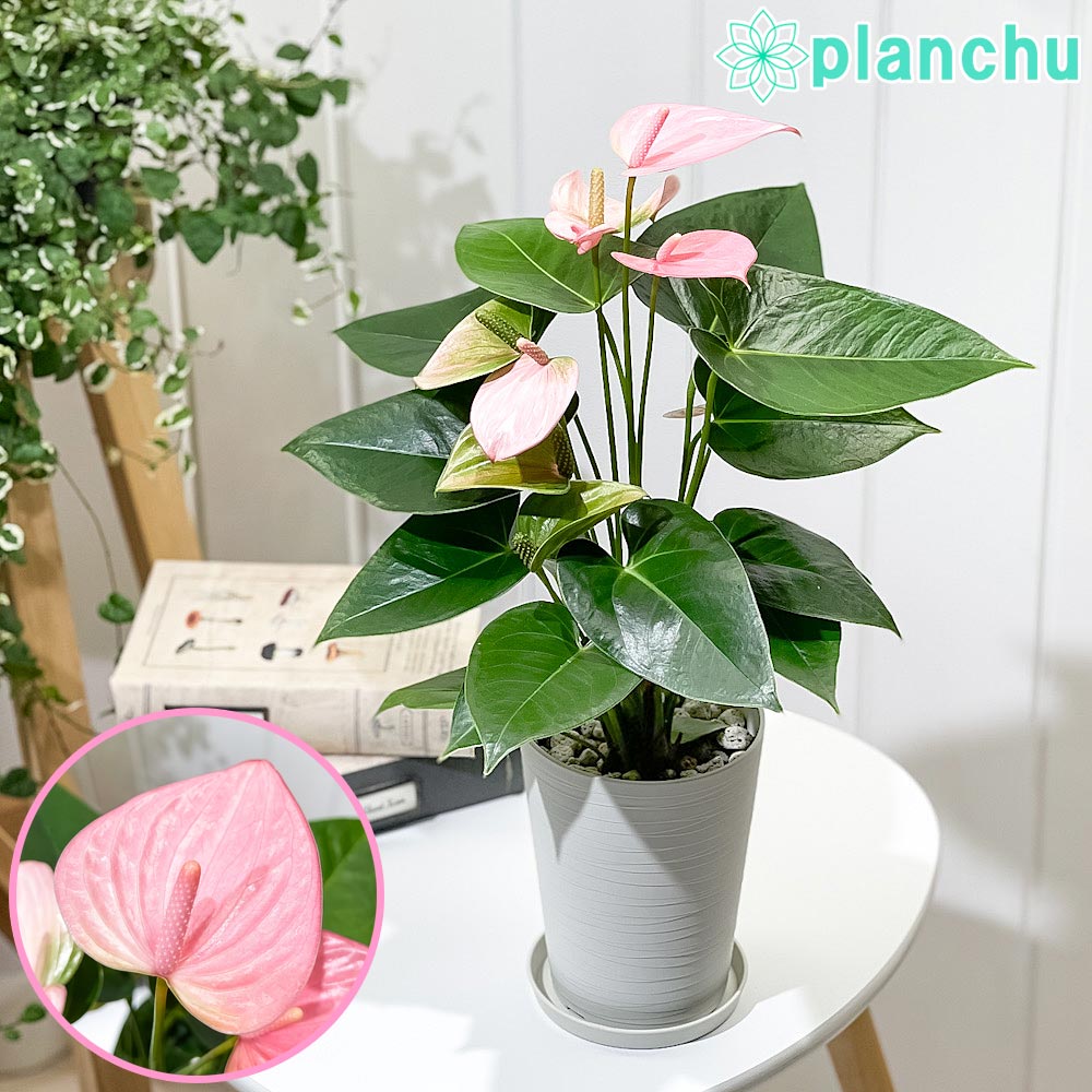 PLANCHU 観葉植物 アンスリウム ロイヤルピンクチャンピオン 4号鉢 受け皿付き 育て方説明書付き Anthurium andraeanum ‘Royal Pink Champion’ アンスリューム 鉢花 ピンク系
