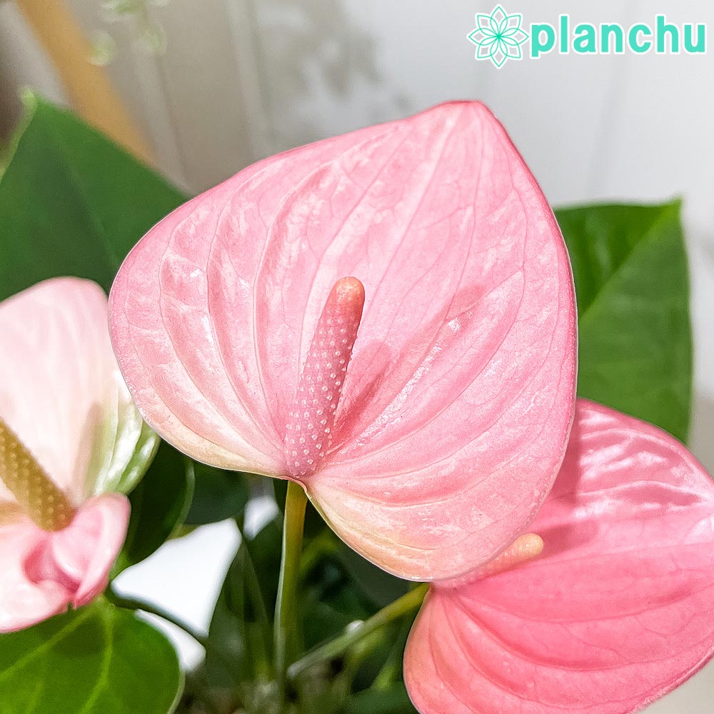 PLANCHU 観葉植物 アンスリウム ロイヤルピンクチャンピオン 4号鉢 受け皿付き 育て方説明書付き Anthurium andraeanum ‘Royal Pink Champion’ アンスリューム 鉢花 ピンク系