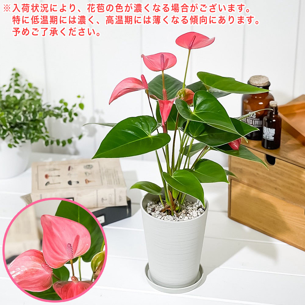 PLANCHU 観葉植物 アンスリウム ロイヤルピンクチャンピオン 4号鉢 受け皿付き 育て方説明書付き Anthurium andraeanum ‘Royal Pink Champion’ アンスリューム 鉢花 ピンク系