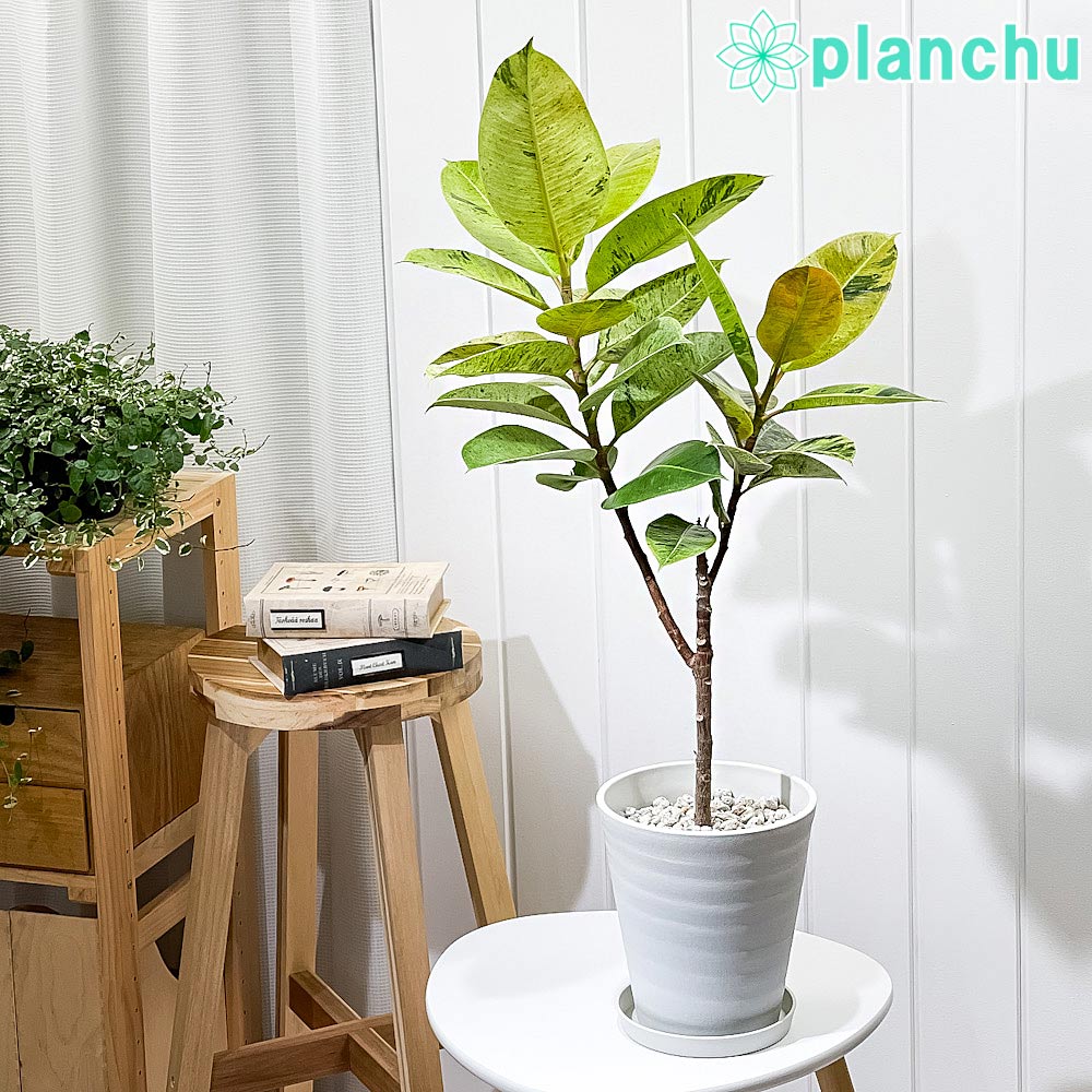 PLANCHU 観葉植物 フィカス ジン 6号鉢 受け皿付き 育て方説明書付き Ficus elastica ‘Gin’ 斑入り