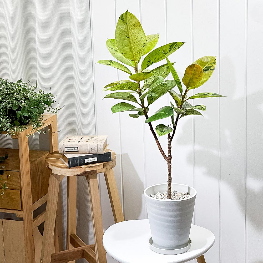 PLANCHU 観葉植物 フィカス ジン 6号鉢 受け皿付き 育て方説明書付き Ficus elastica ‘Gin’ 斑入り