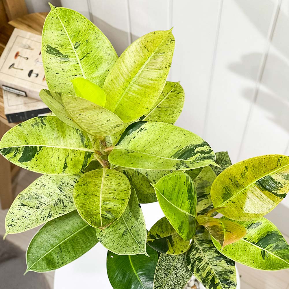 PLANCHU 観葉植物 フィカス ジン 6号鉢 受け皿付き 育て方説明書付き Ficus elastica ‘Gin’ 斑入り