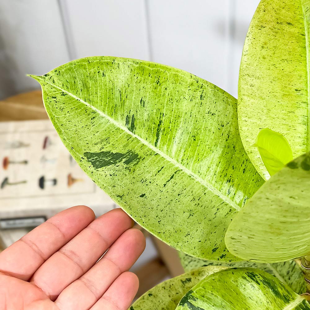 PLANCHU 観葉植物 フィカス ジン 6号鉢 受け皿付き 育て方説明書付き Ficus elastica ‘Gin’ 斑入り