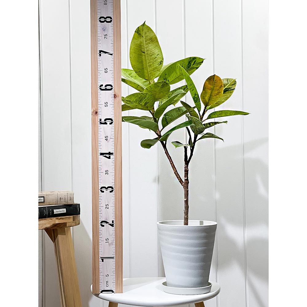 PLANCHU 観葉植物 フィカス ジン 6号鉢 受け皿付き 育て方説明書付き Ficus elastica ‘Gin’ 斑入り