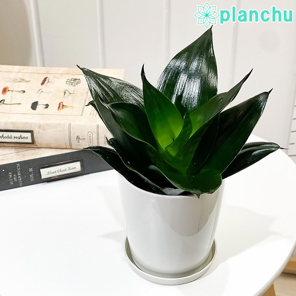 PLANCHU 観葉植物 サンセベリア ブラックドラゴン 4号鉢 受け皿付き