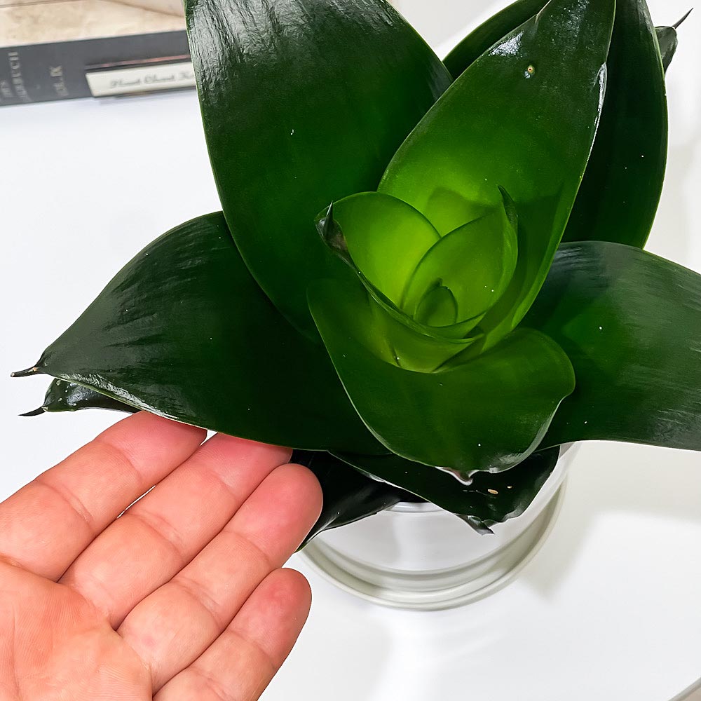 PLANCHU 観葉植物 サンセベリア ブラックドラゴン 4号鉢 受け皿付き 育て方説明書付き Sansevieria ‘Black Dragon’ 多肉植物 サンスベリア
