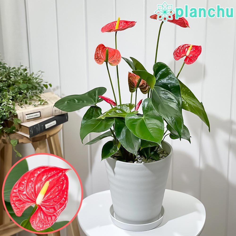 PLANCHU 観葉植物 アンスリウム マデュラル 7号鉢 受け皿付き 育て方説明書付き Anthurium andraeanum ‘Madural’ アンスリューム アロイド 鉢花 レッド系