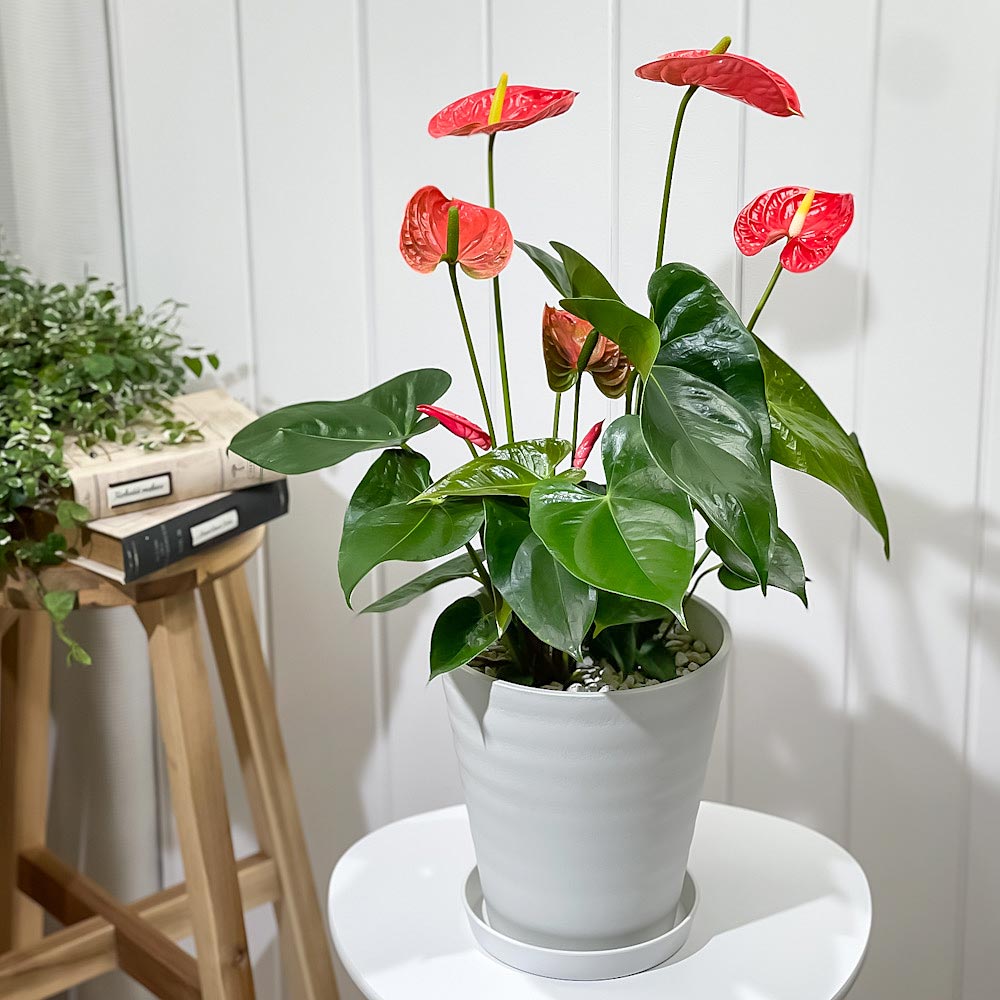 PLANCHU 観葉植物 アンスリウム マデュラル 7号鉢 受け皿付き 育て方説明書付き Anthurium andraeanum ‘Madural’ アンスリューム アロイド 鉢花 レッド系