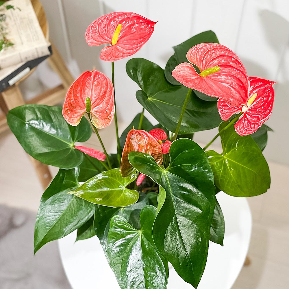 PLANCHU 観葉植物 アンスリウム マデュラル 7号鉢 受け皿付き 育て方説明書付き Anthurium andraeanum ‘Madural’ アンスリューム アロイド 鉢花 レッド系