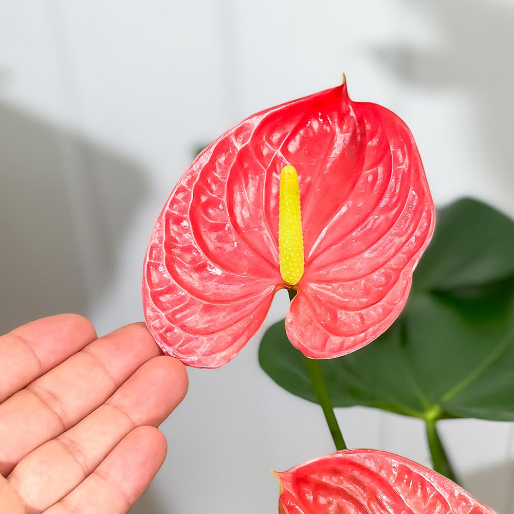 PLANCHU 観葉植物 アンスリウム マデュラル 7号鉢 受け皿付き 育て方説明書付き Anthurium andraeanum ‘Madural’ アンスリューム アロイド 鉢花 レッド系