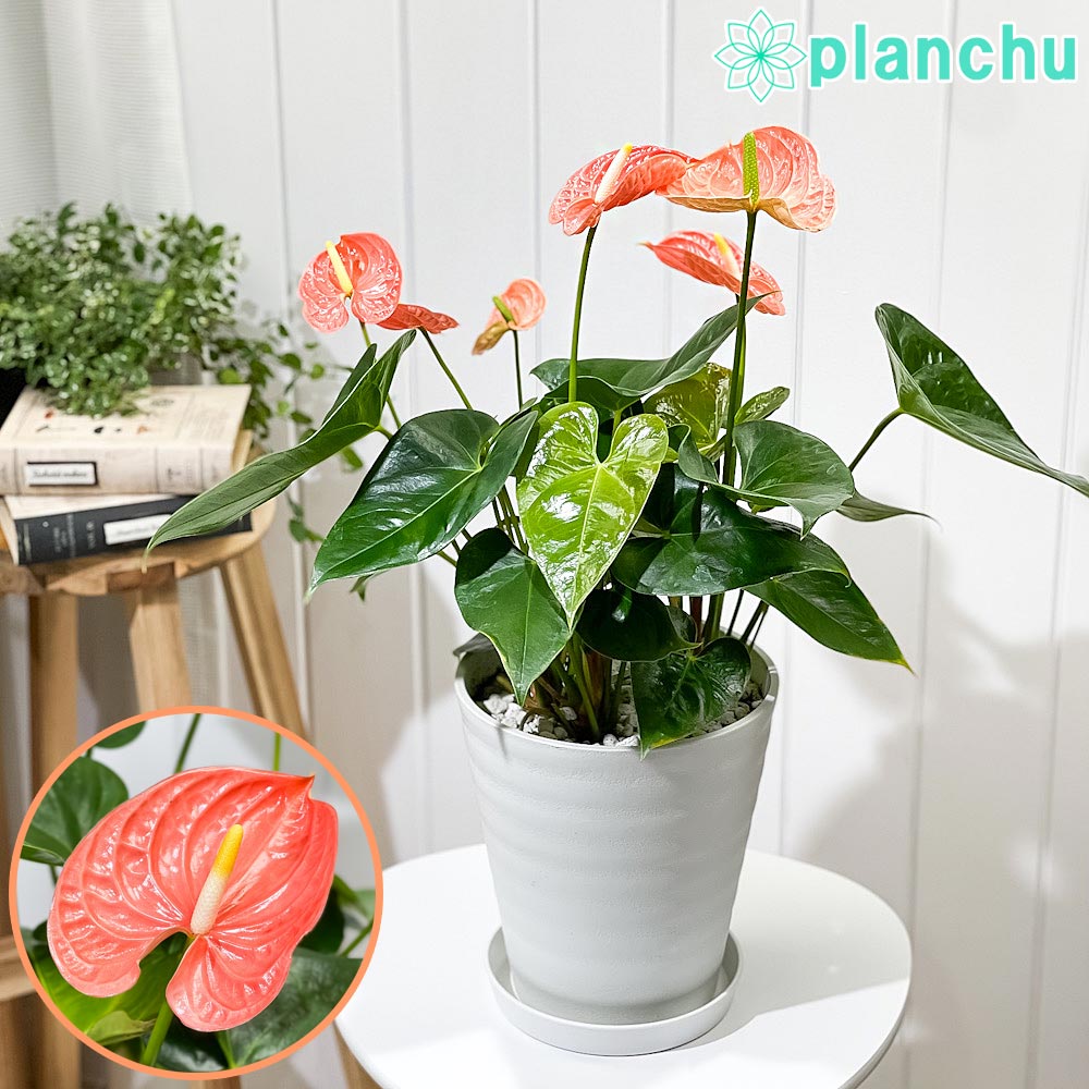 PLANCHU 観葉植物 アンスリウム マデュラルオレンジ 7号鉢 受け皿付き 育て方説明書付き Anthurium andraeanum ‘Madural Orange’ アンスリューム アロイド 鉢花 オレンジ系