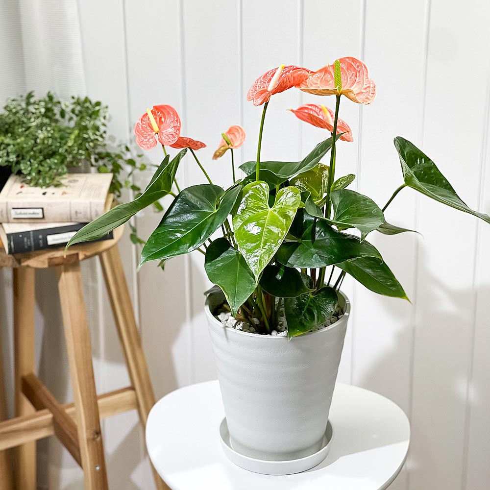 PLANCHU 観葉植物 アンスリウム マデュラルオレンジ 7号鉢 受け皿付き 育て方説明書付き Anthurium andraeanum ‘Madural Orange’ アンスリューム アロイド 鉢花 オレンジ系