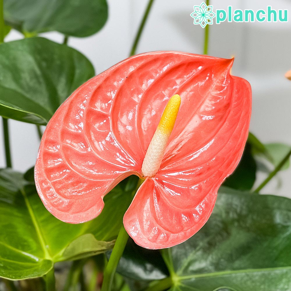 PLANCHU 観葉植物 アンスリウム マデュラルオレンジ 7号鉢 受け皿付き 育て方説明書付き Anthurium andraeanum ‘Madural Orange’ アンスリューム アロイド 鉢花 オレンジ系