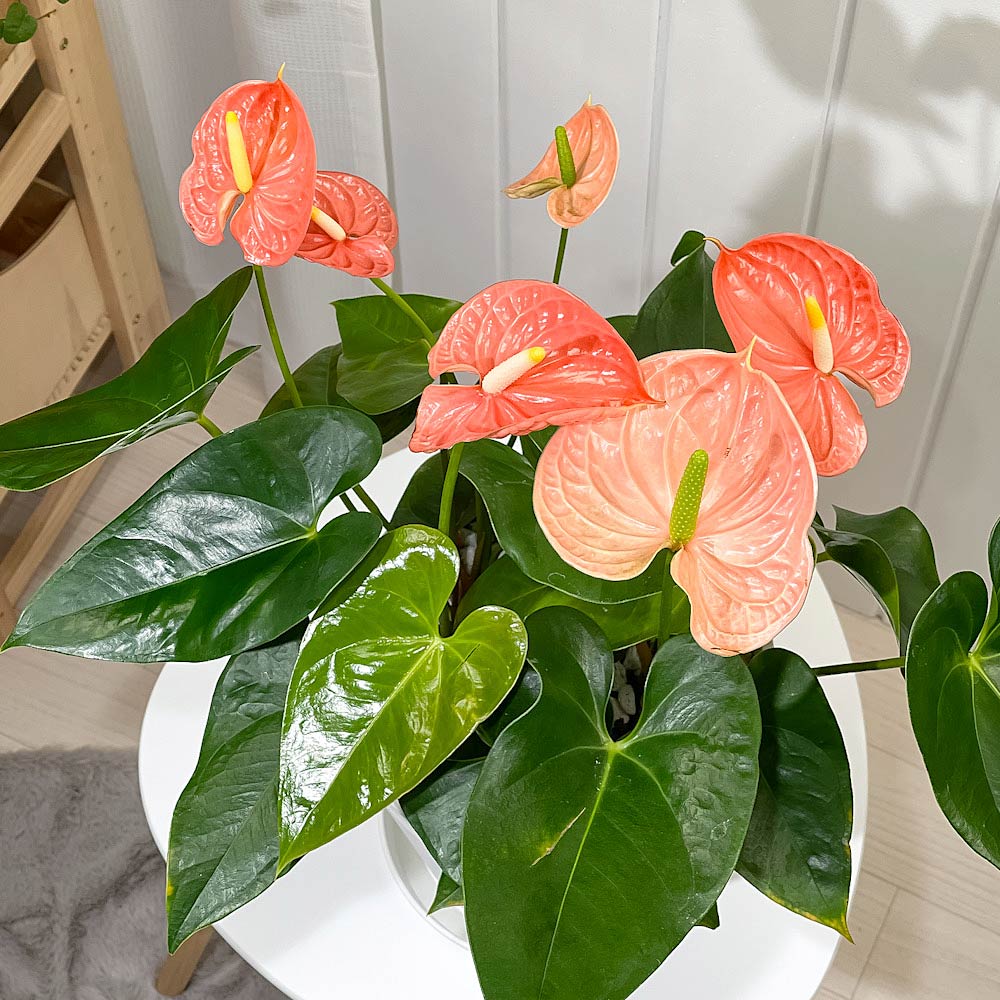 PLANCHU 観葉植物 アンスリウム マデュラルオレンジ 7号鉢 受け皿付き 育て方説明書付き Anthurium andraeanum ‘Madural Orange’ アンスリューム アロイド 鉢花 オレンジ系