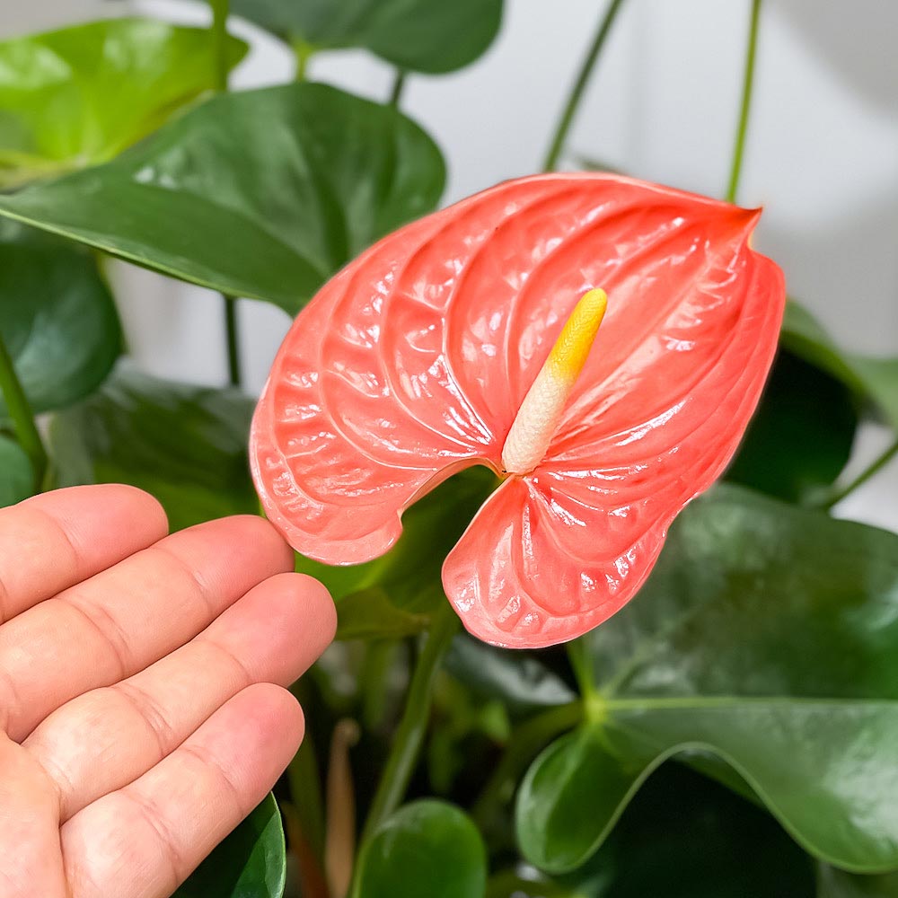 PLANCHU 観葉植物 アンスリウム マデュラルオレンジ 7号鉢 受け皿付き 育て方説明書付き Anthurium andraeanum ‘Madural Orange’ アンスリューム アロイド 鉢花 オレンジ系