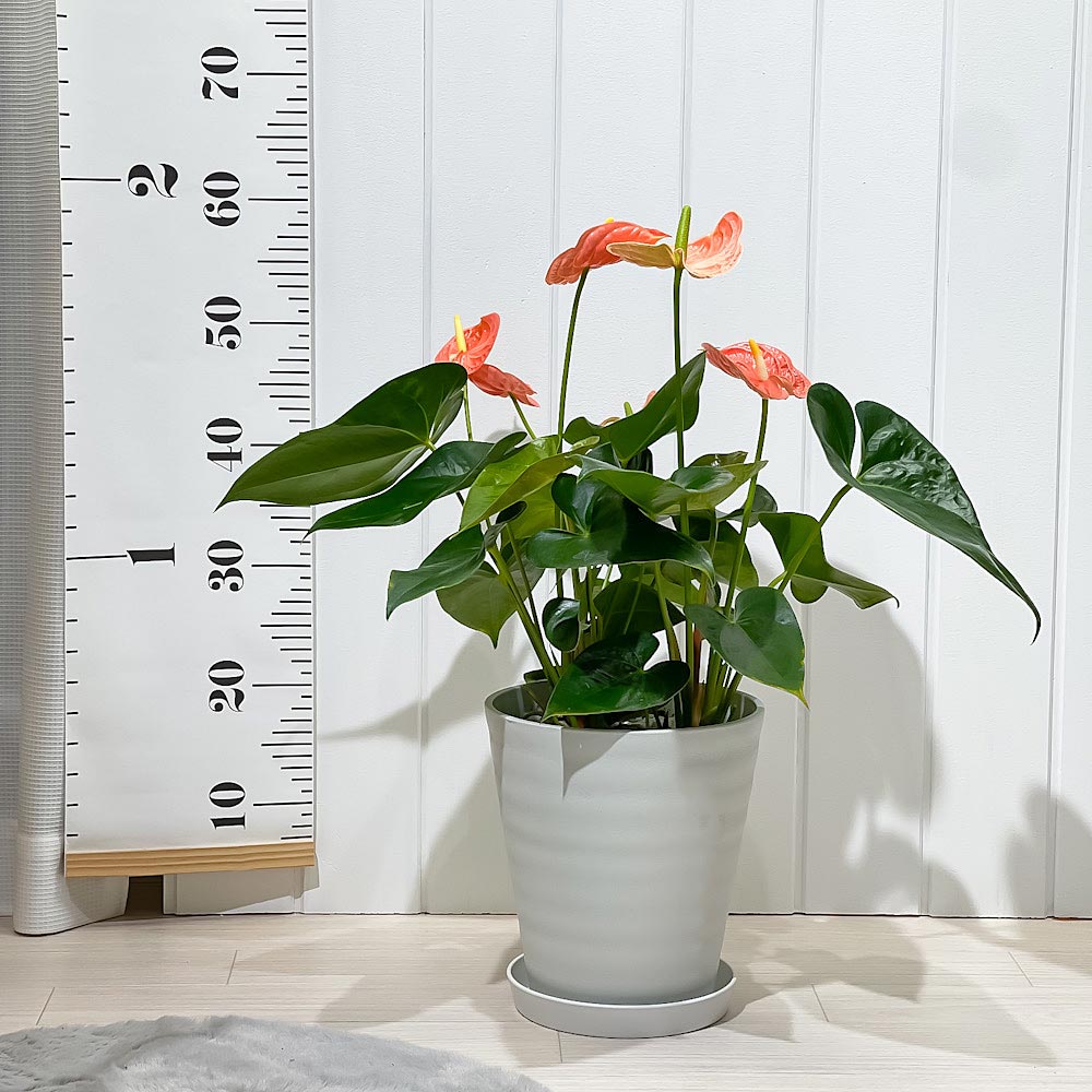 PLANCHU 観葉植物 アンスリウム マデュラルオレンジ 7号鉢 受け皿付き 育て方説明書付き Anthurium andraeanum ‘Madural Orange’ アンスリューム アロイド 鉢花 オレンジ系
