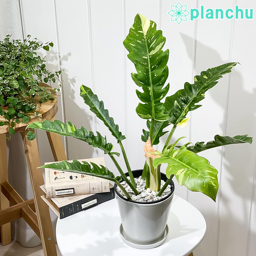 PLANCHU 観葉植物 フィロデンドロン リングオブファイア 5号鉢 受け皿付き 育て方説明書付き Philodendron ‘Ring Of Fire’ リングオブファイヤー アロイド 斑入り レア品種