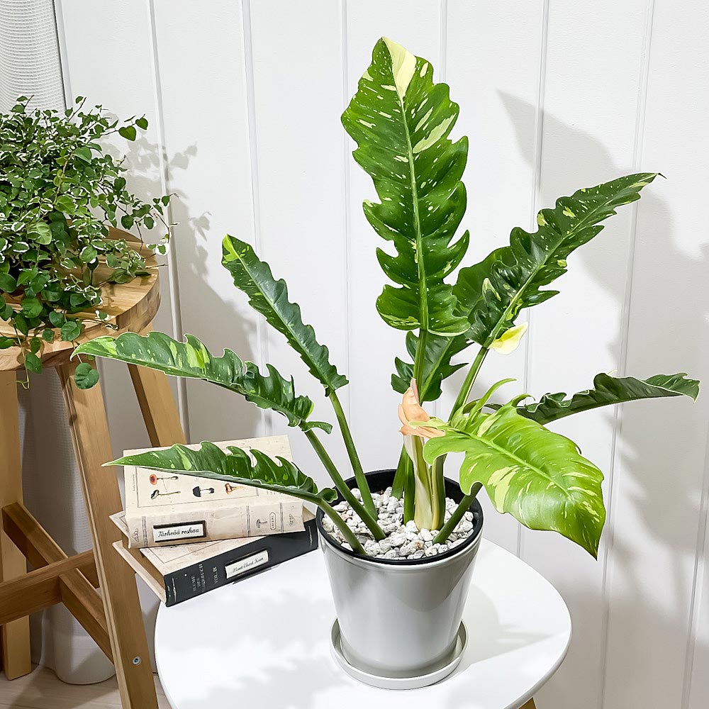 PLANCHU 観葉植物 フィロデンドロン リングオブファイア 5号鉢 受け皿付き 育て方説明書付き Philodendron ‘Ring Of Fire’ リングオブファイヤー アロイド 斑入り レア品種