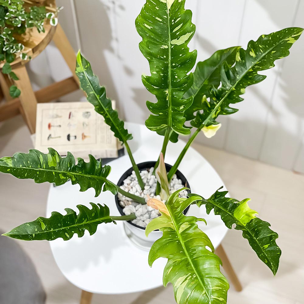 PLANCHU 観葉植物 フィロデンドロン リングオブファイア 5号鉢 受け皿付き 育て方説明書付き Philodendron ‘Ring Of Fire’ リングオブファイヤー アロイド 斑入り レア品種
