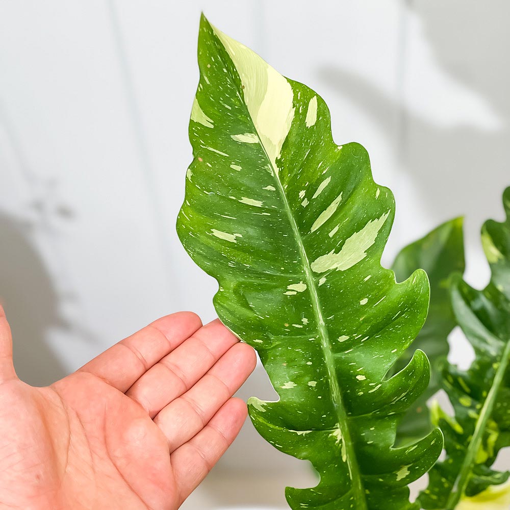 PLANCHU 観葉植物 フィロデンドロン リングオブファイア 5号鉢 受け皿付き 育て方説明書付き Philodendron ‘Ring Of Fire’ リングオブファイヤー アロイド 斑入り レア品種