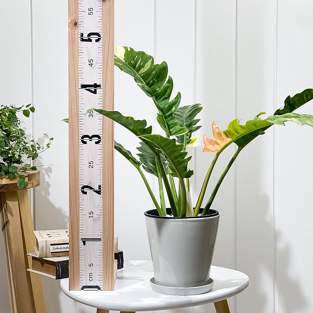 PLANCHU 観葉植物 フィロデンドロン リングオブファイア 5号鉢 受け皿付き 育て方説明書付き Philodendron ‘Ring Of Fire’ リングオブファイヤー アロイド 斑入り レア品種
