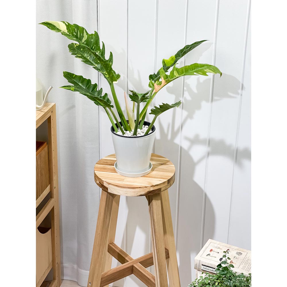 PLANCHU 観葉植物 フィロデンドロン リングオブファイア 5号鉢 受け皿付き 育て方説明書付き Philodendron ‘Ring Of Fire’ リングオブファイヤー アロイド 斑入り レア品種