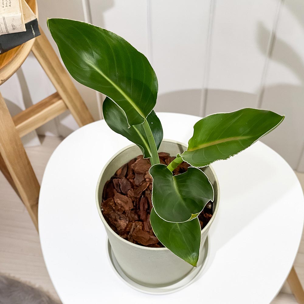 PLANCHU 観葉植物 ストレリチア レギネ 6号鉢 受け皿付き 育て方説明書付き Strelitzia reginae 極楽鳥花