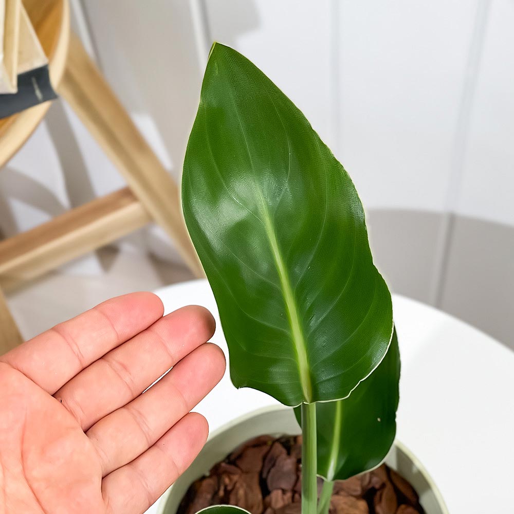PLANCHU 観葉植物 ストレリチア レギネ 6号鉢 受け皿付き 育て方説明書付き Strelitzia reginae 極楽鳥花