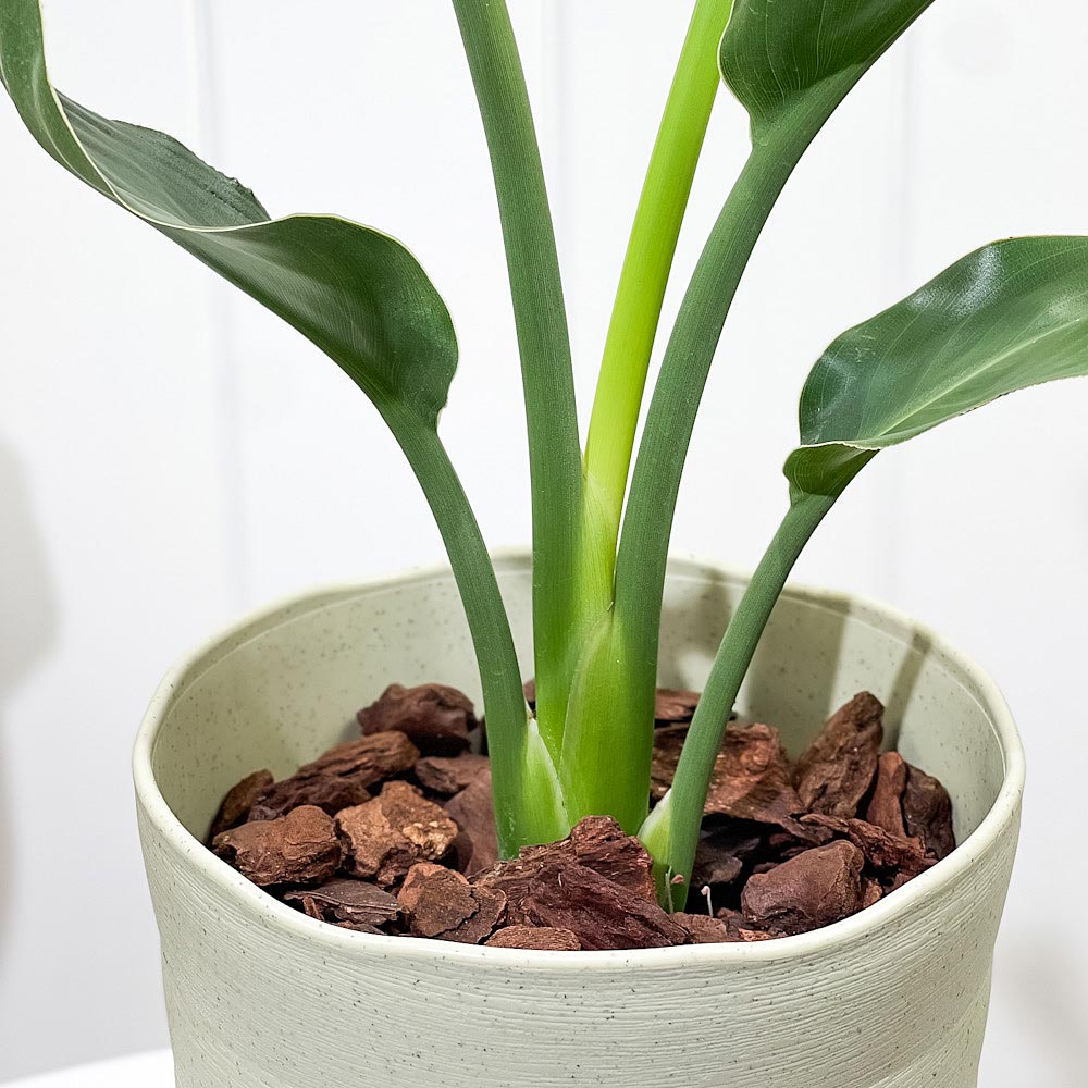 PLANCHU 観葉植物 ストレリチア レギネ 6号鉢 受け皿付き 育て方説明書付き Strelitzia reginae 極楽鳥花