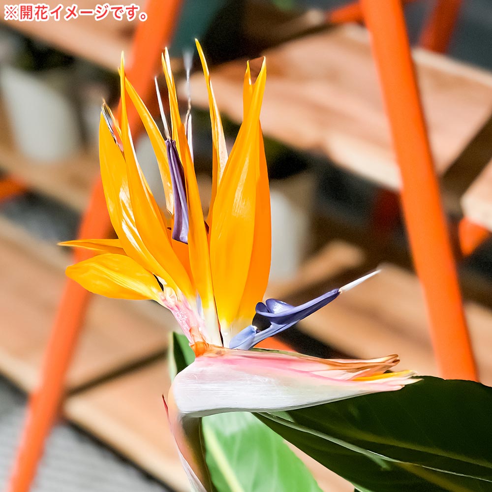 PLANCHU 観葉植物 ストレリチア レギネ 6号鉢 受け皿付き 育て方説明書付き Strelitzia reginae 極楽鳥花