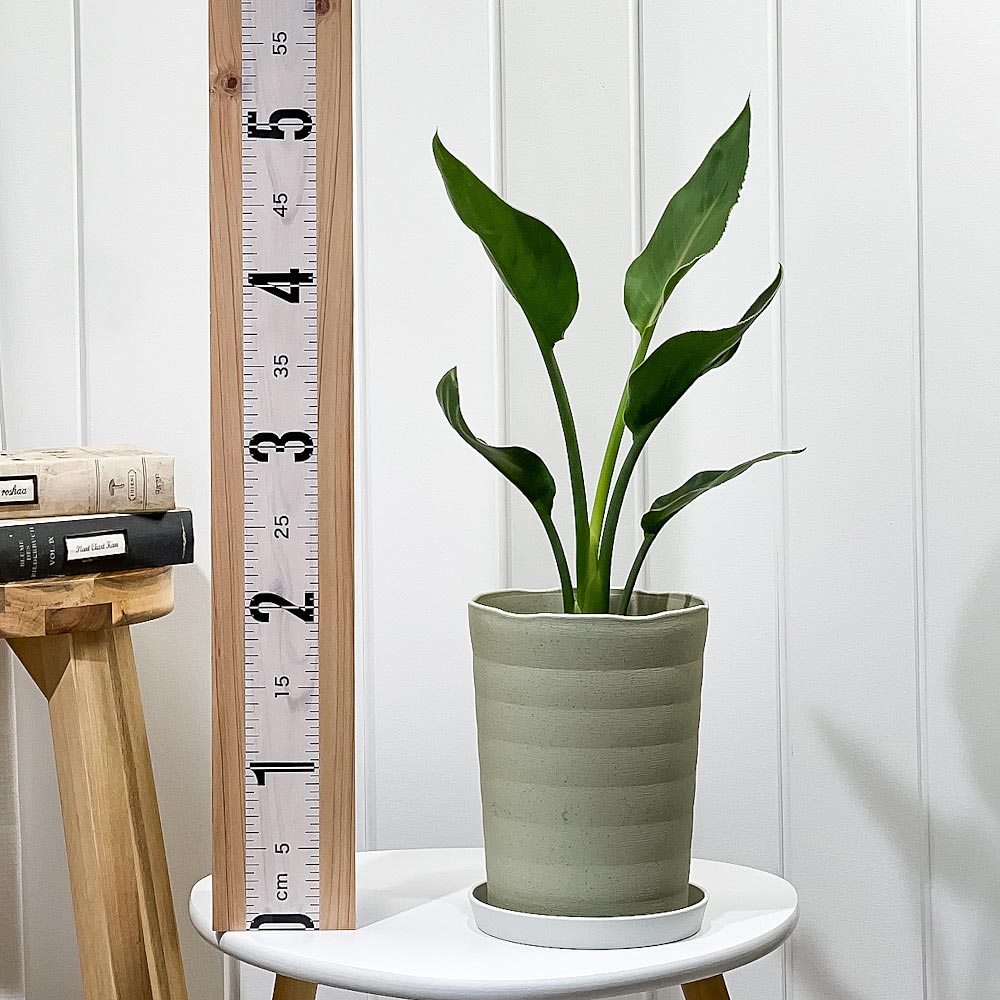 PLANCHU 観葉植物 ストレリチア レギネ 6号鉢 受け皿付き 育て方説明書付き Strelitzia reginae 極楽鳥花