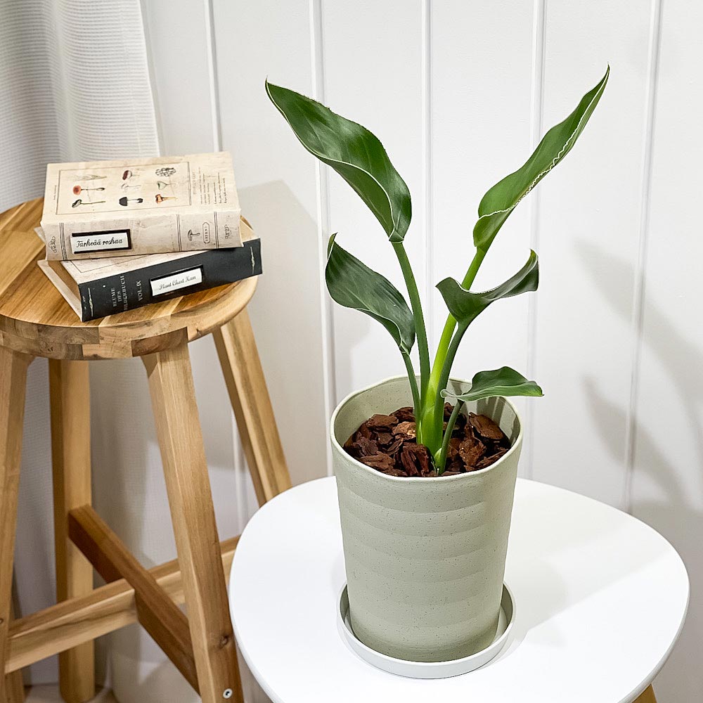PLANCHU 観葉植物 ストレリチア レギネ 6号鉢 受け皿付き 育て方説明書付き Strelitzia reginae 極楽鳥花