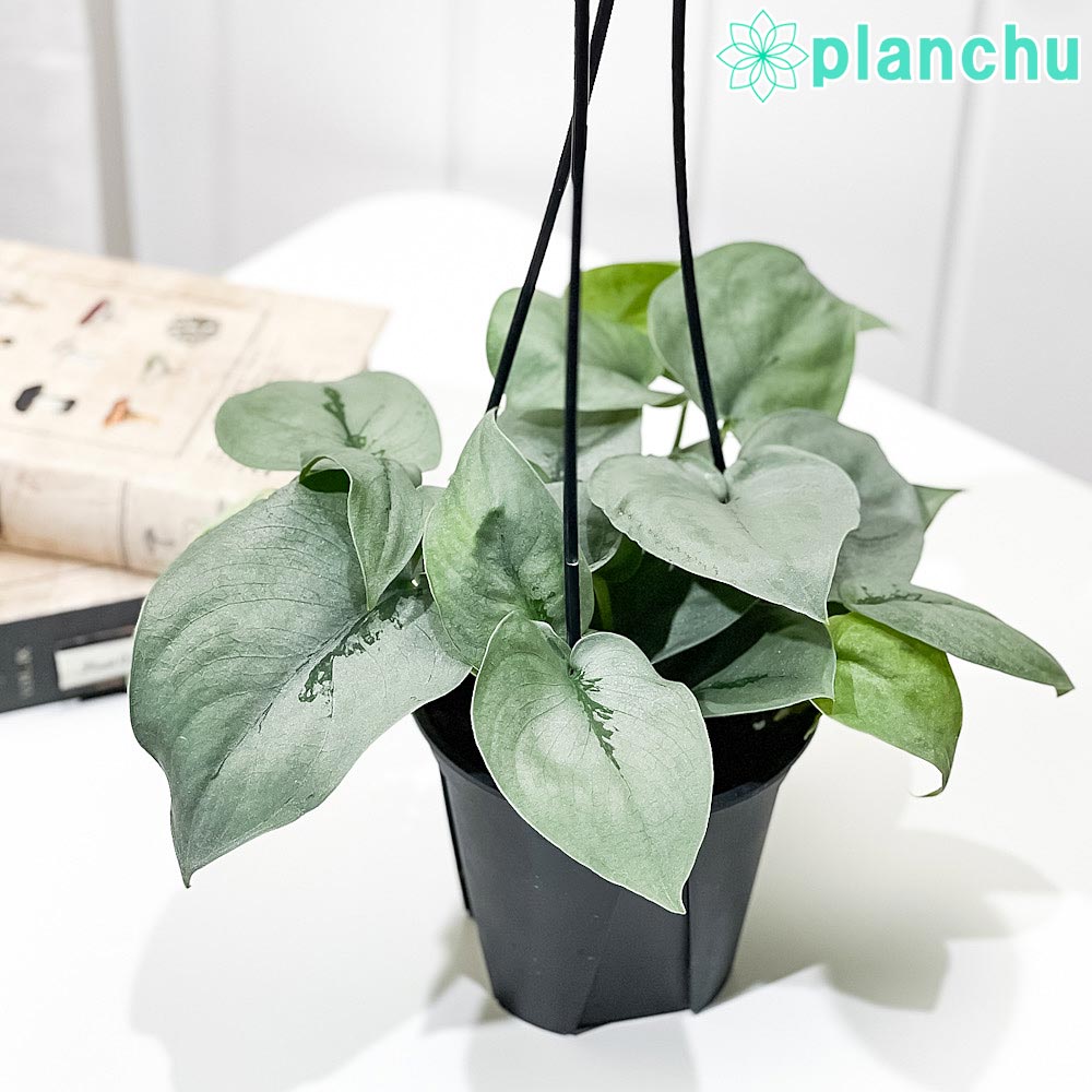 PLANCHU 観葉植物 スキンダプサス オルモストシルバー 4号吊り鉢 育て