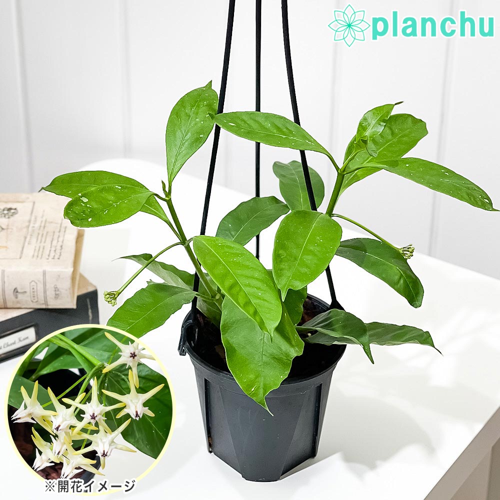 PLANCHU 観葉植物 ホヤ ムルチフローラ 4号吊り鉢 育て方説明書付き