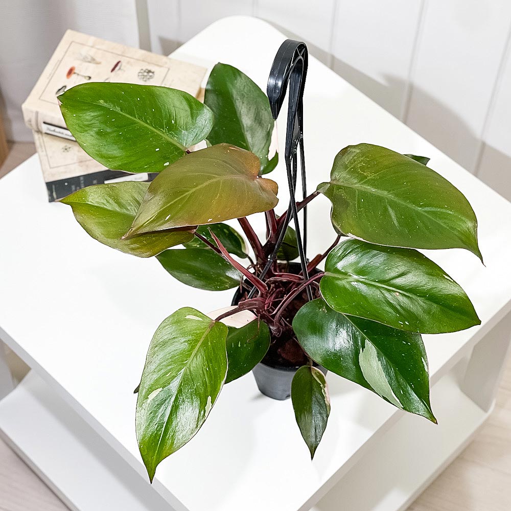 PLANCHU 観葉植物 フィロデンドロン ピンクプリンセス 4号吊り鉢 育て方説明書付き Philodendron ‘Pink Princess’ アロイド