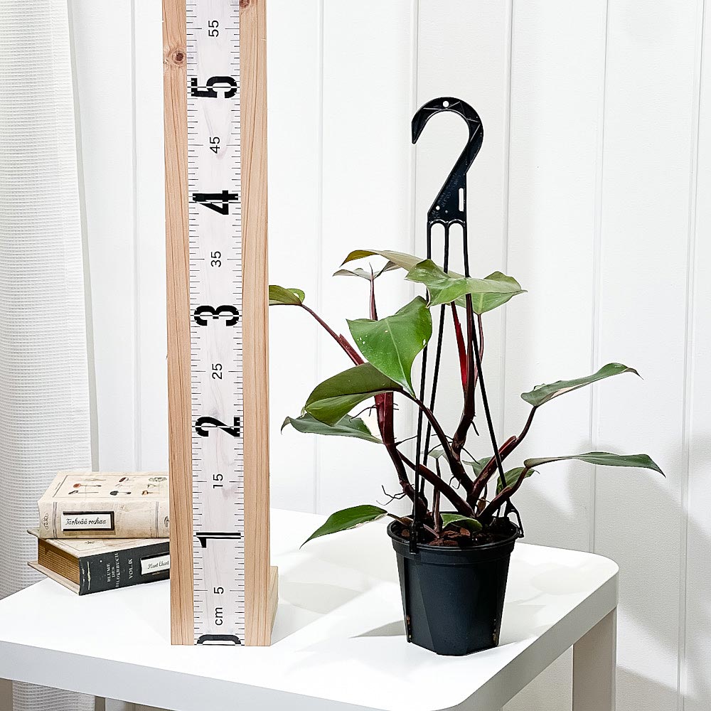 PLANCHU 観葉植物 フィロデンドロン ピンクプリンセス 4号吊り鉢 育て方説明書付き Philodendron ‘Pink Princess’ アロイド