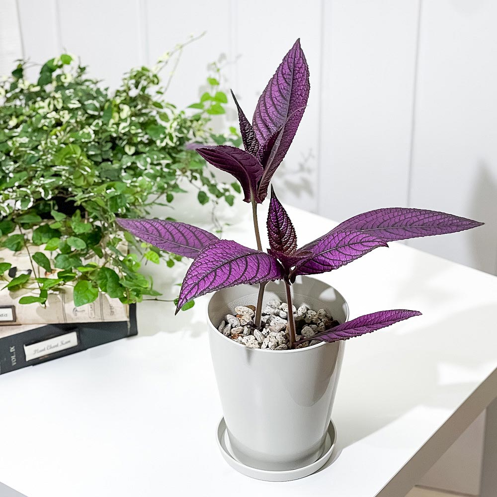 PLANCHU 観葉植物 ストロビランテス ダイエリアヌス 4号鉢 3鉢セット 受け皿付き 育て方説明書付き Strobiranthes dyerianus ダイエリアナ ウラムラサキ