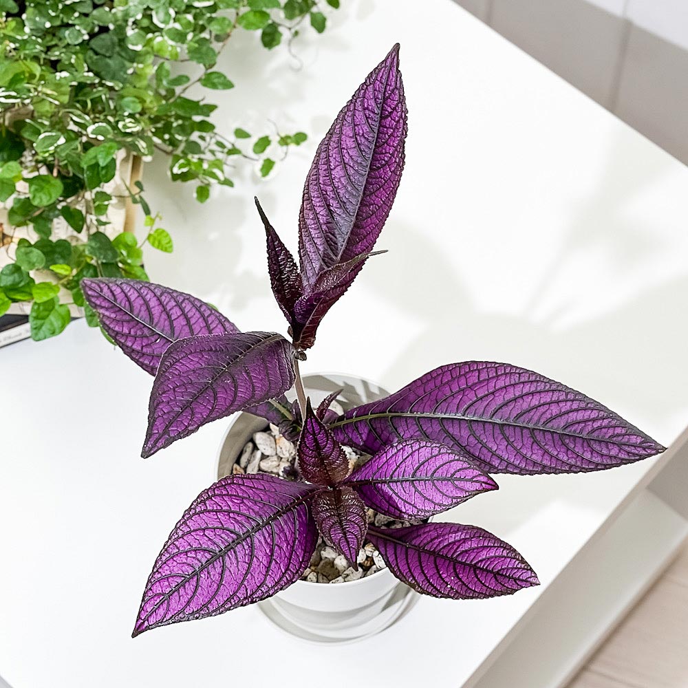 PLANCHU 観葉植物 ストロビランテス ダイエリアヌス 4号鉢 3鉢セット 受け皿付き 育て方説明書付き Strobiranthes dyerianus ダイエリアナ ウラムラサキ