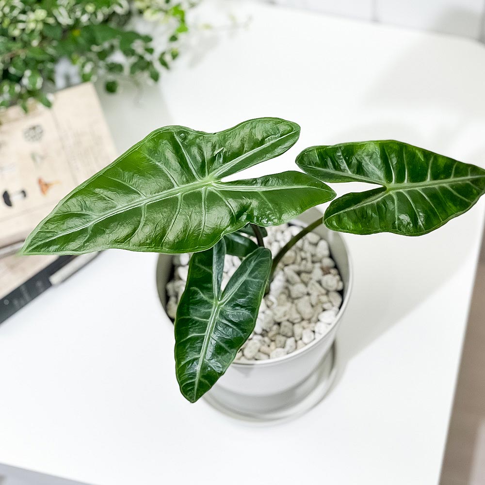 PLANCHU 観葉植物 アロカシア ロンギロバ 5号鉢 受け皿付き 育て方説明書付き Alocasia longiloba ロンギローバ ローウィ ナガバクワズイモ アロイド