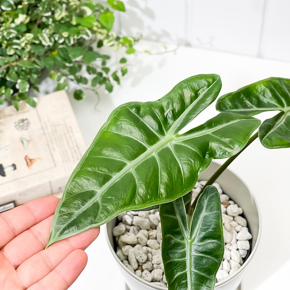 PLANCHU 観葉植物 アロカシア ロンギロバ 5号鉢 受け皿付き 育て方説明書付き Alocasia longiloba ロンギローバ ローウィ ナガバクワズイモ アロイド
