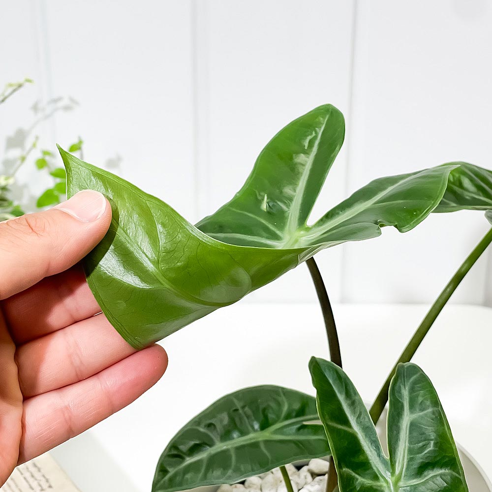 PLANCHU 観葉植物 アロカシア ロンギロバ 5号鉢 受け皿付き 育て方説明書付き Alocasia longiloba ロンギローバ ローウィ ナガバクワズイモ アロイド