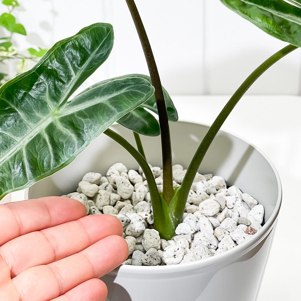 PLANCHU 観葉植物 アロカシア ロンギロバ 5号鉢 受け皿付き 育て方説明書付き Alocasia longiloba ロンギローバ ローウィ ナガバクワズイモ アロイド