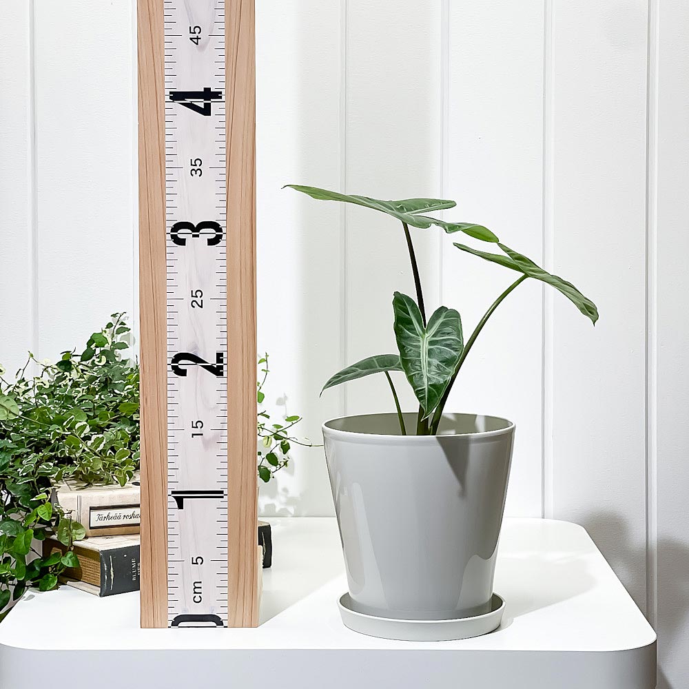 PLANCHU 観葉植物 アロカシア ロンギロバ 5号鉢 受け皿付き 育て方説明書付き Alocasia longiloba ロンギローバ ローウィ ナガバクワズイモ アロイド